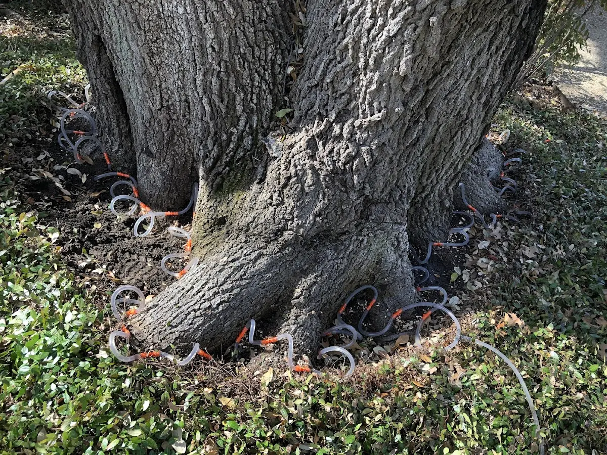 Detailed Tree Cabling and Bracing job site in Drybranch