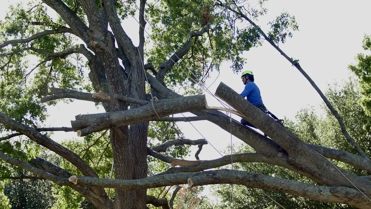Professional Crown Thinning performed by certified arborists in Drybranch